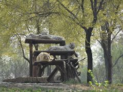 -北京野生动物园