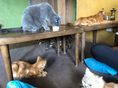 -猫猫幼稚园·撸猫·桌游·电玩