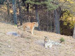 -大连森林动物园