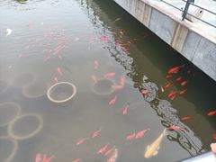 -石家庄市植物园