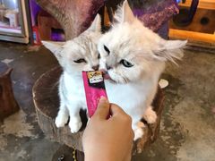 -more than meow吴止猫主题餐厅(承德 中船汇店)
