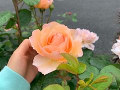 -香雪海饭店中餐厅(人民桥店)