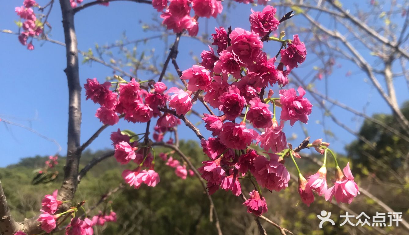 虽然没有樱花,山茶花桃花还是不错的