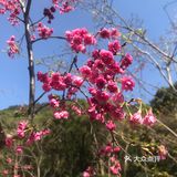 虽然没有樱花,山茶花桃花还是不错的