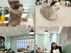 -安格丽娜·狗咖·猫咖羊驼咖(春熙路百盛商场店)