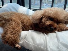 -爱诺耐芙动物医院(万博店)