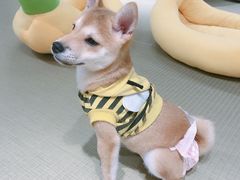 -逗柴咖啡屋·狗咖猫咖宠物桌游