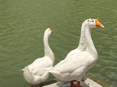 -赤坎·广东华侨国际旅游度假区