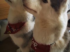 -Husky Go! 哈士奇体验馆·宠物咖啡厅狗咖