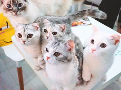 -喵的天空名猫咖啡馆·撸猫·猫舍·用品