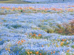 -上海滨江森林公园