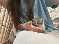 -楼上猫咖(罗湖店)