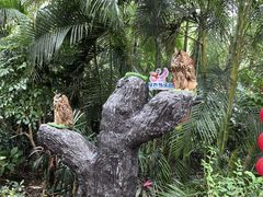 -广州长隆飞鸟乐园