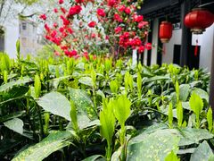 -南京市民俗博物馆(甘熙宅第)
