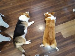 干蒸-柯斗斗主题餐厅·狗咖·围炉煮茶·茶饮(国瑞升平里店)