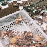 海鲜烧烤，一场味蕾的盛宴