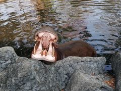 -清迈夜间动物园