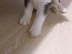 -芭比堂宠物医院·全科爱猫医院·仁德分院