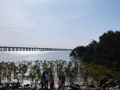 -宝安西湾红树林湿地公园