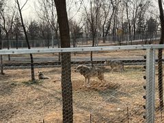-秦皇岛野生动物园