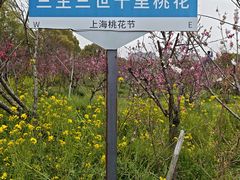 -南汇桃花村