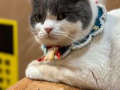 -MOCHA明星猫咖(田子坊店)