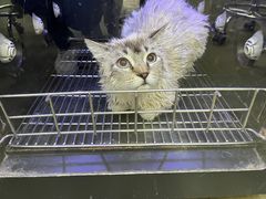 -PETKIT 小佩宠物·低压洗护·美容·寄养(安远店)