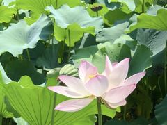 -桂湖森林公园