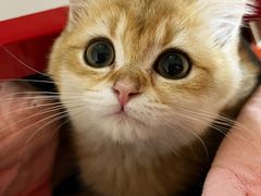 -欣宠猫屋·矮脚拿破仑·蓝金金渐层