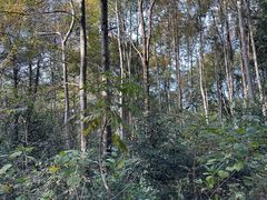 -青龙山国家森林公园