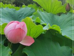 -陈家山荷花公园
