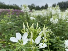 -紫颐香薰山谷景区