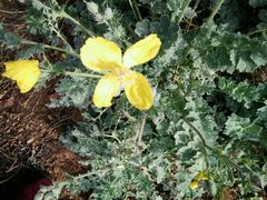 -逍遥老杨家胡辣汤(纱厂北路店)