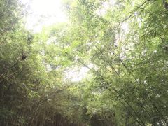景点-成都大熊猫繁育研究基地