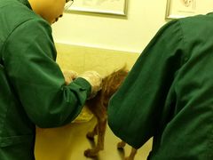 -仁华宠物医院(青羊店)