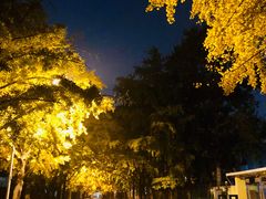 -三里屯东五街银杏大道