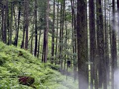 -洛阳白云山景区