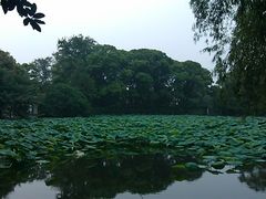 中山公园荷花塘-沙市市中山公园
