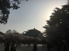 -武汉大学-樱园