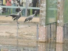 -盐城丹顶鹤湿地生态旅游区