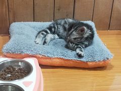-龟与熊猫宠物公园(南坪店)