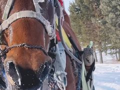 -北极村旅游风景区