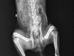 -安安宠医·臻爱宠物医院(簇锦北路分院)