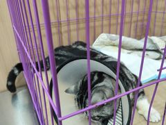 -米苏动物医院·犬猫专科·骨科外科内窥镜