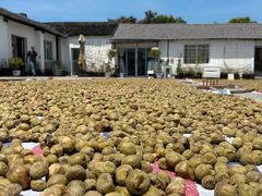 -苏州市吴中区光福窑上花果蜜饯厂