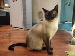 -猫小院猫主题咖啡厅(北锣店)