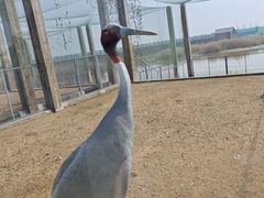 -盐城丹顶鹤湿地生态旅游区