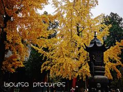 -洛阳白马寺