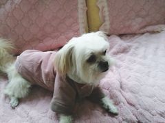 -酷狗靓猫宠物·洗护·美容·寄养(航北路店)