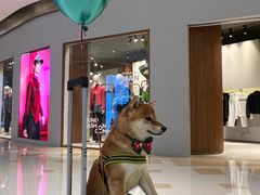 -蝶园·装修中(BFC外滩金融中心店)